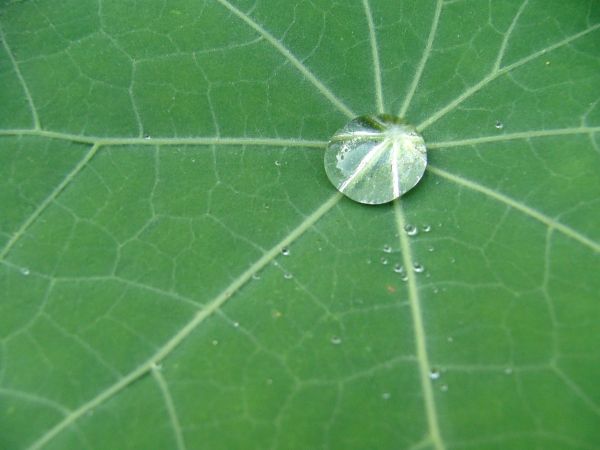 Regentropfen auf einem Blatt