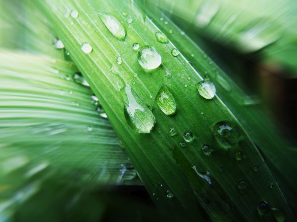 Wassertropfen, die auf einem Blatt liegen